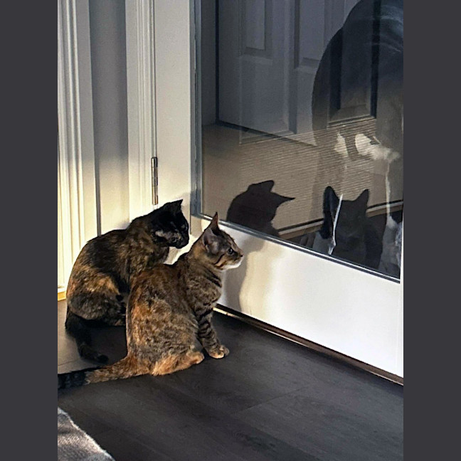 Photo of Maple / Harriett