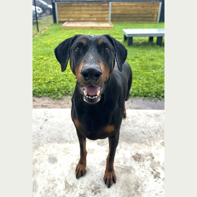 Photo of Mr. H Von Dobermann