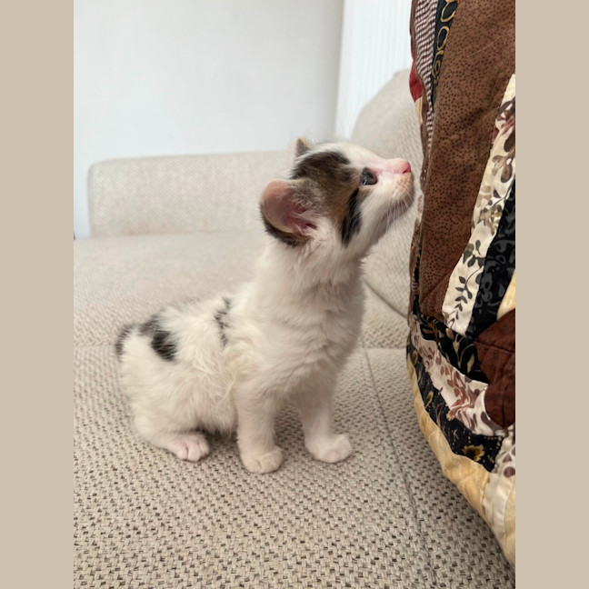 Photo of Albie