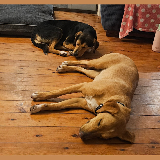 Photo of Benny   10 Month Old Beagle X Kelpie