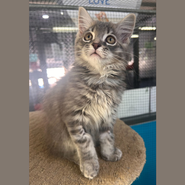 Photo of Vanilla Ice 