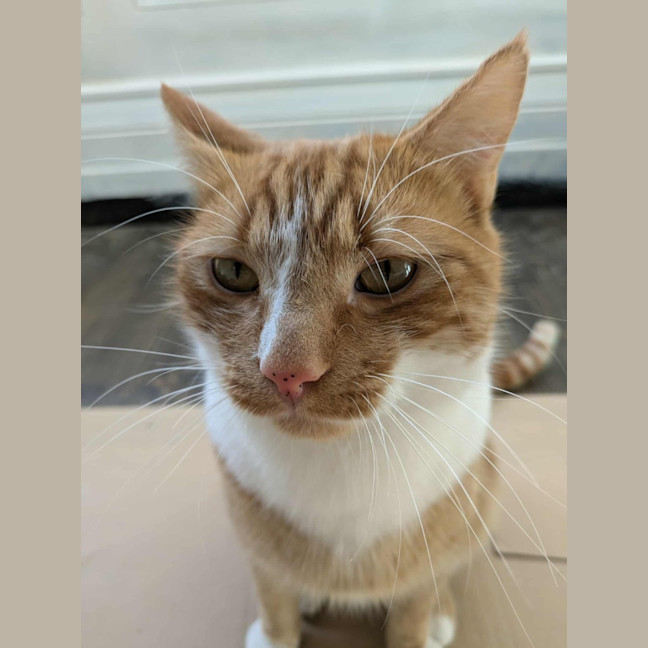 Photo of Tokyo & Miso 