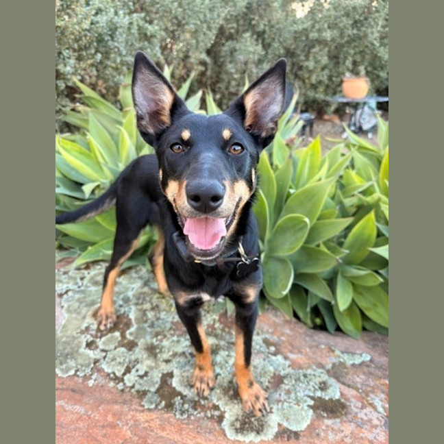 Photo of Sapphire