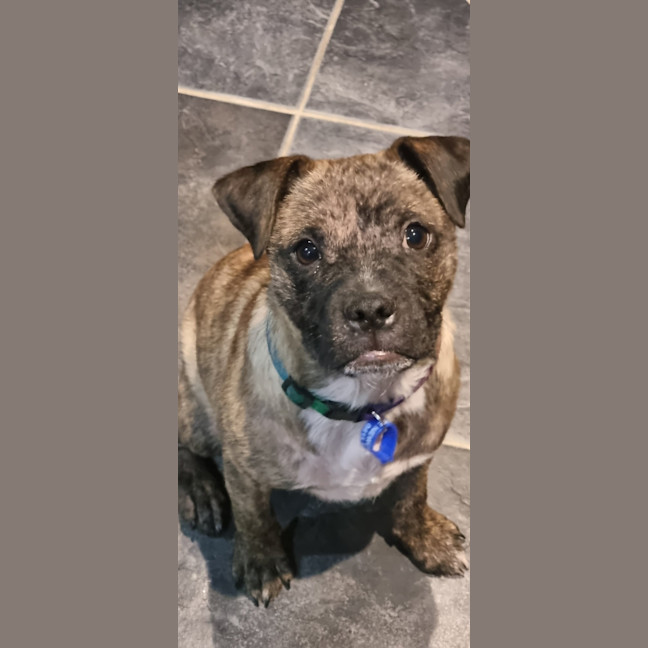 Photo of Diego   3 Month Old Staffy X Pug (Trial
