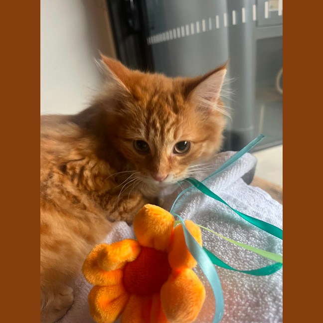 Photo of Sam   Located In Kensington