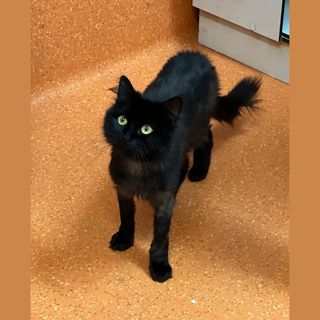 Photo of Kitty