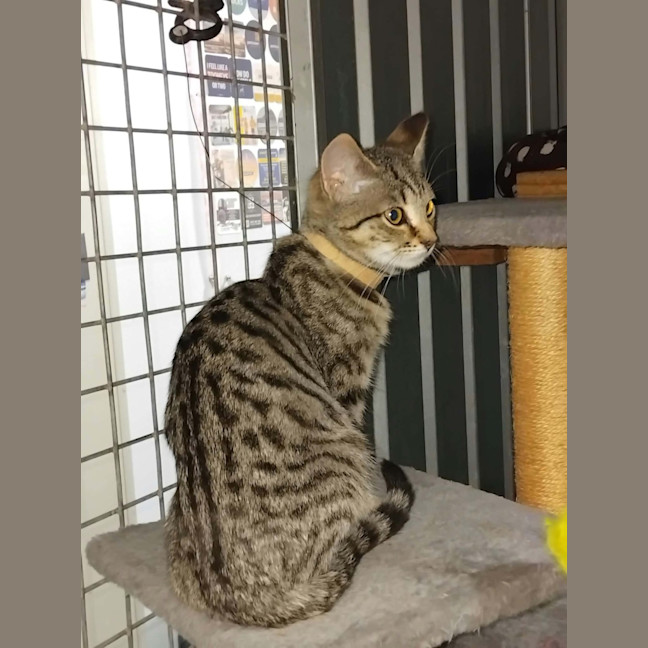 Photo of Ares