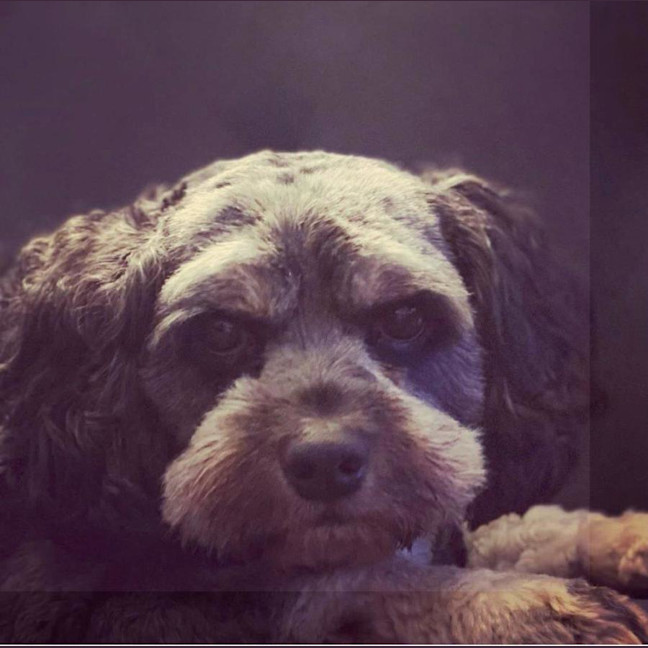 Photo of Roy Valenti