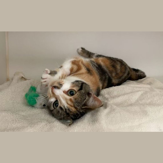 Photo of Twix