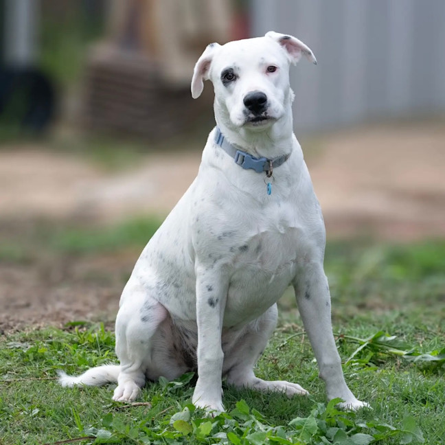 Photo of Domino
