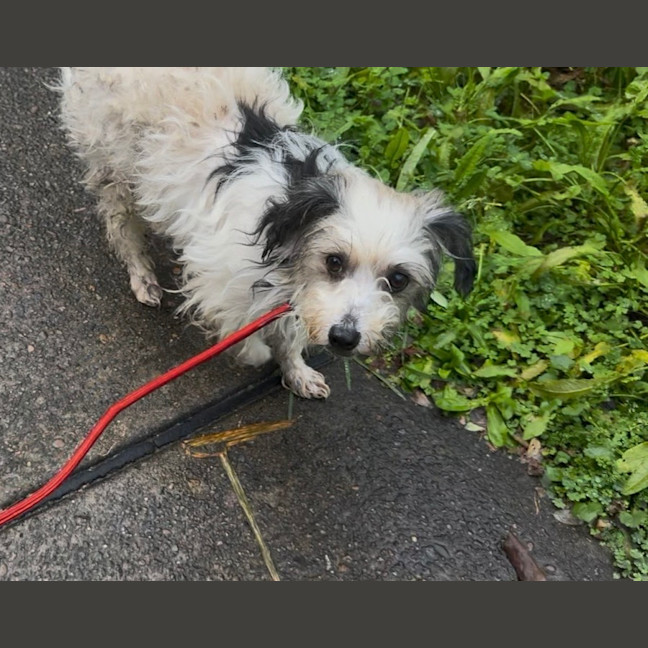 Photo of Fluffy