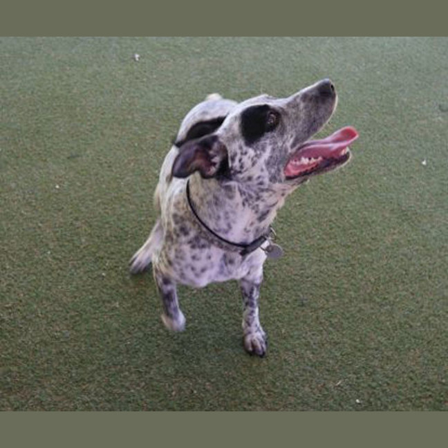 Photo of Bluey