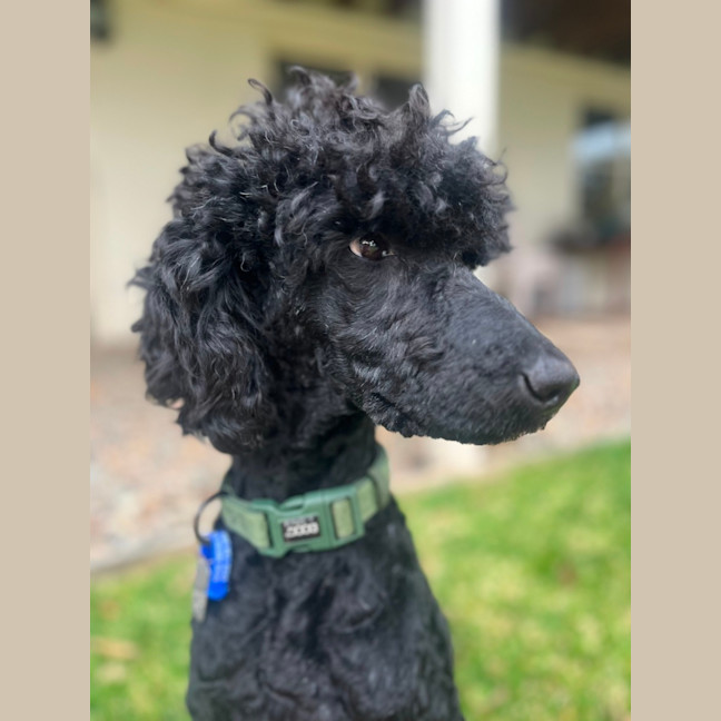 Photo of Keith   1 Year Old Poodle