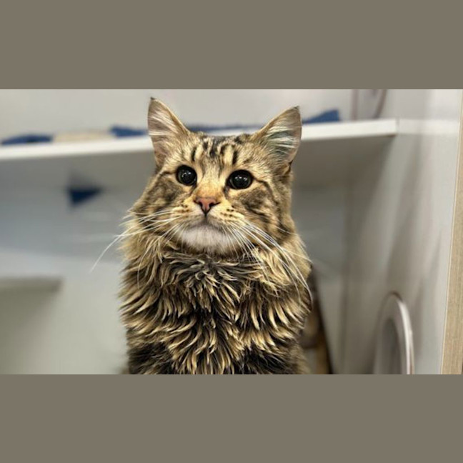 Photo of Merlin