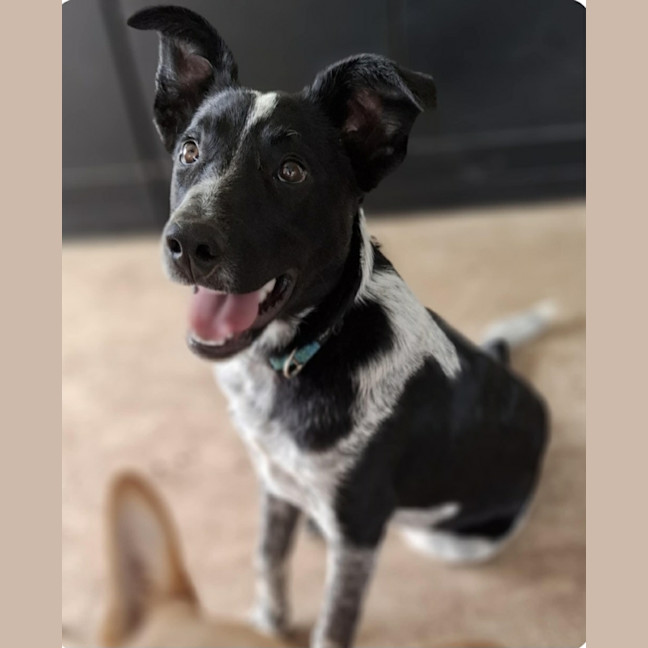 Photo of Bluey