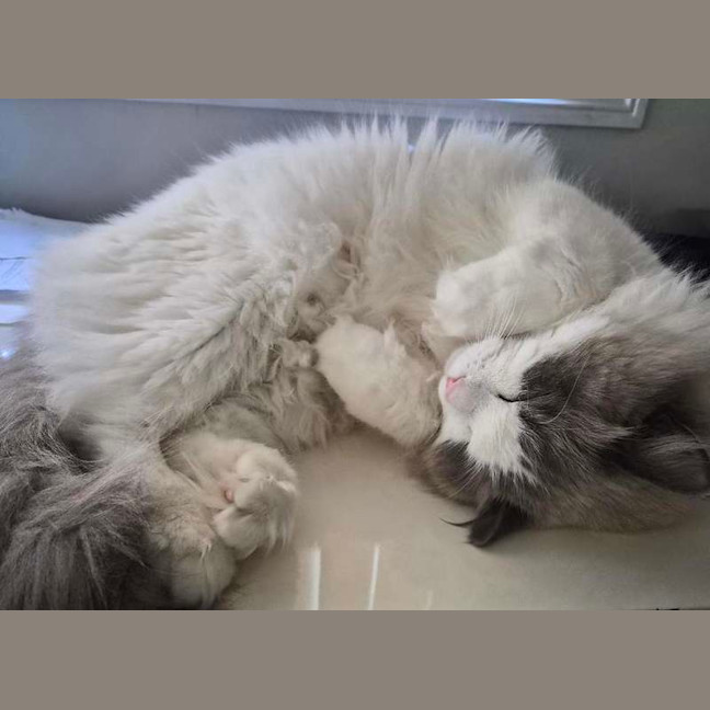 Photo of Milo