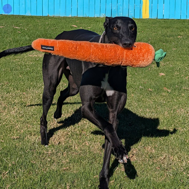 Photo of Zeus