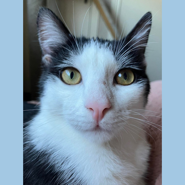 Photo of Oreo 