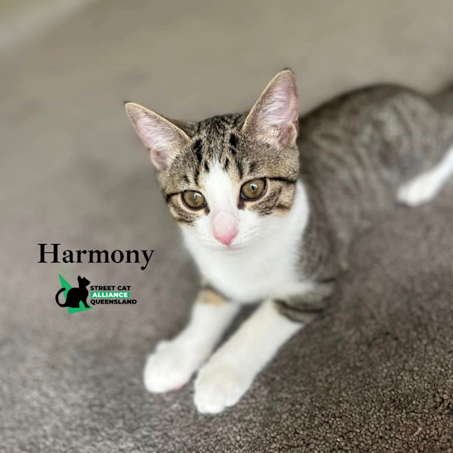 Photo of Harmony