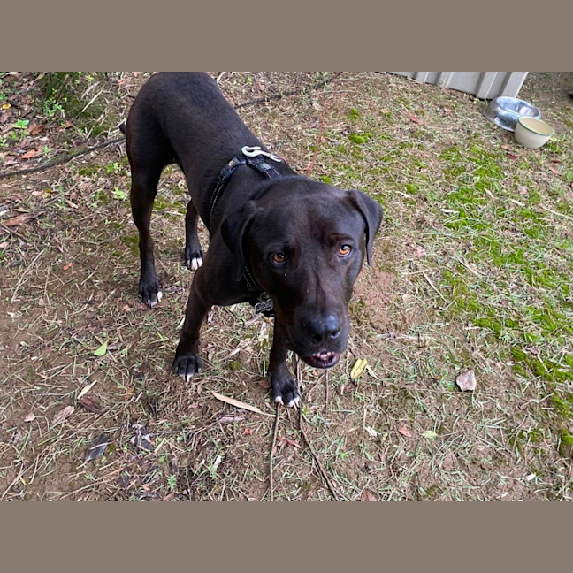 Photo of Bruiser