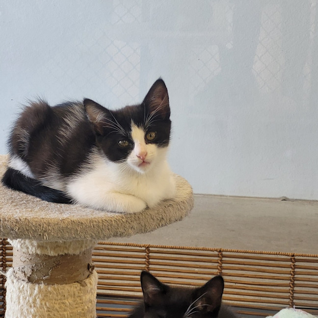 Photo of Cookies And Cream