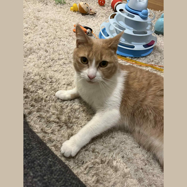 Photo of Mango   Located In Brunswick