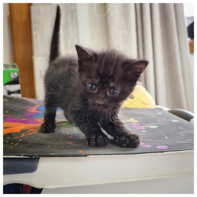 Photo of Binx