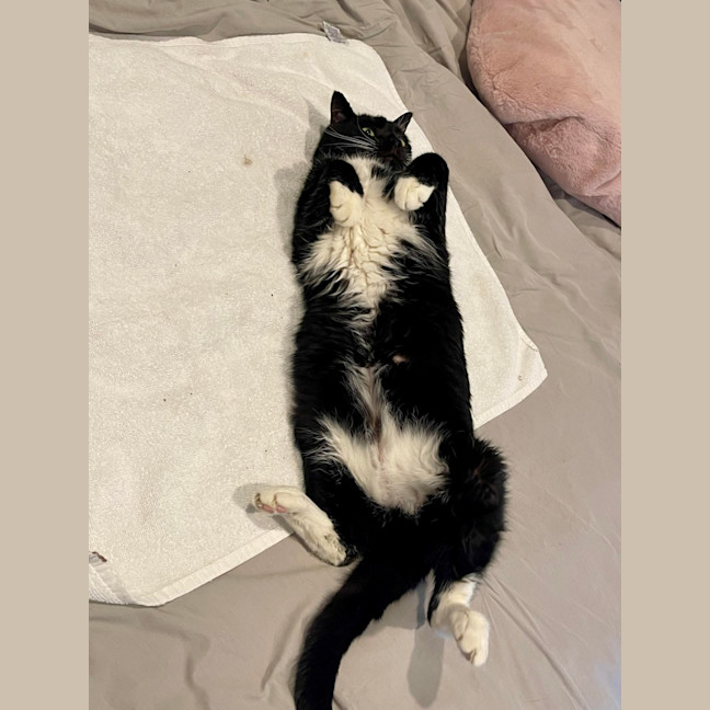 Photo of Socks 