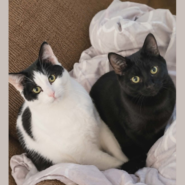 Photo of Blackie