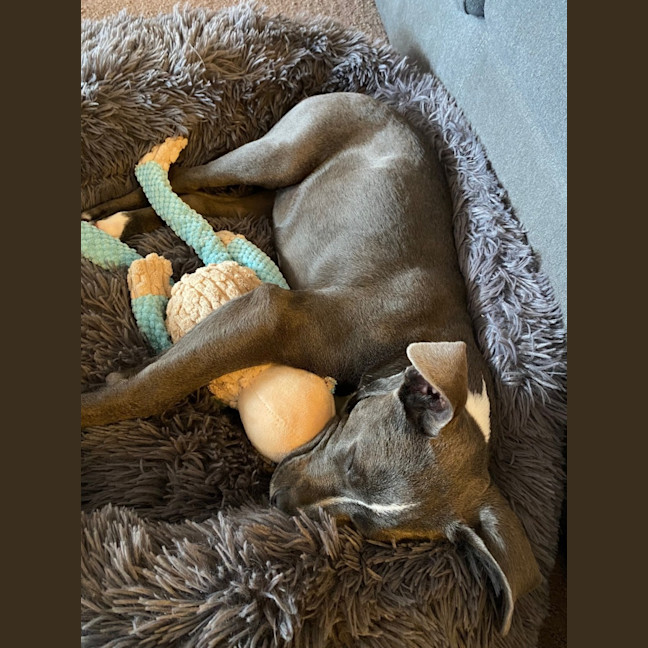 Photo of Luna