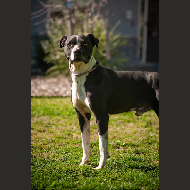 Photo of Cooper