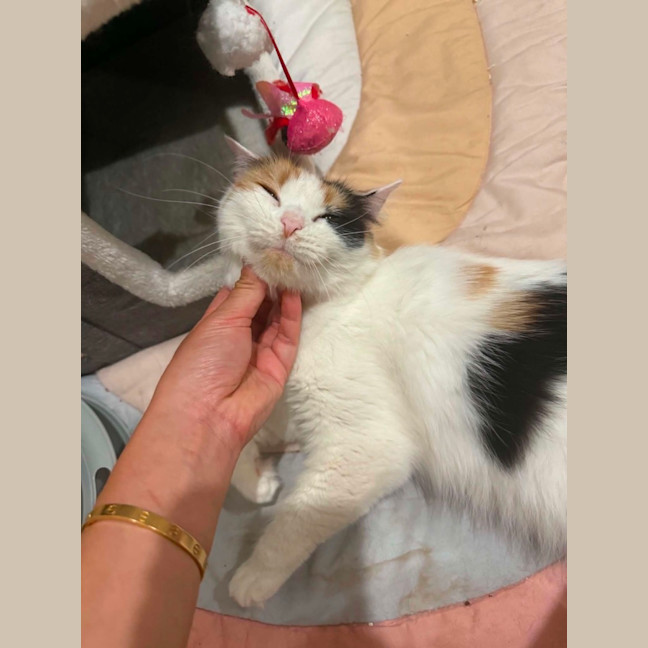 Photo of Misty