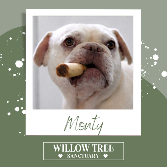 Photo of Monty