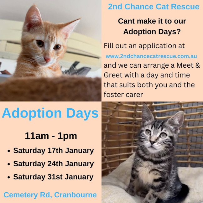 Photo of Viper **2nd Chance Cat Rescue**