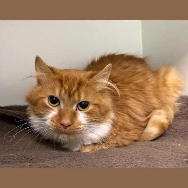 Photo of Chowder