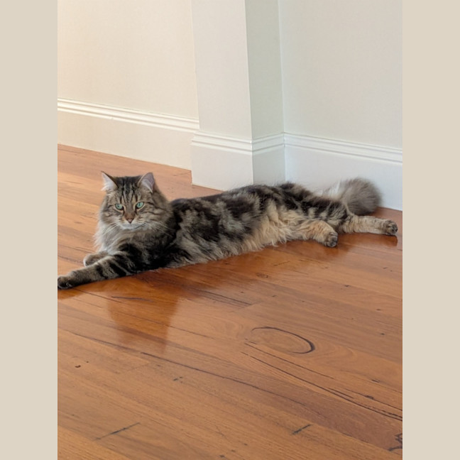 Photo of Jax
