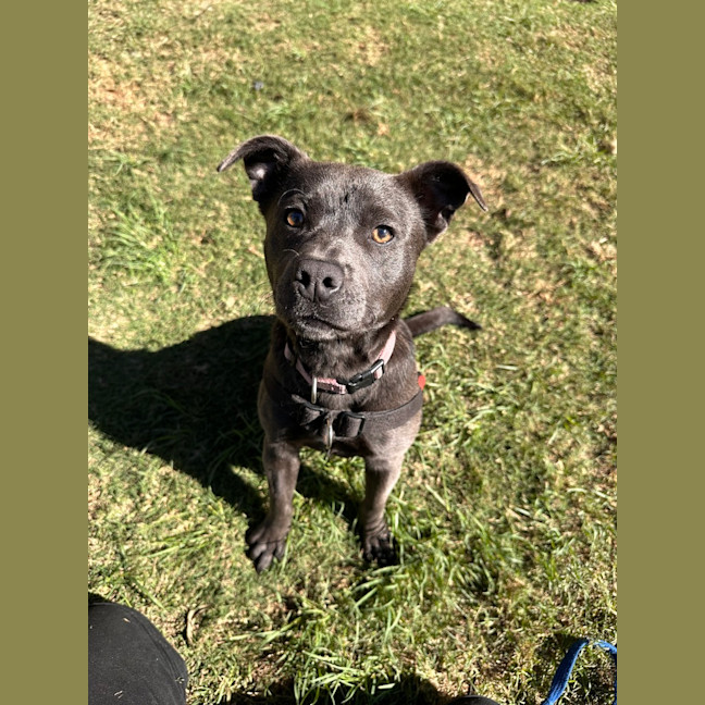 Photo of Rosie