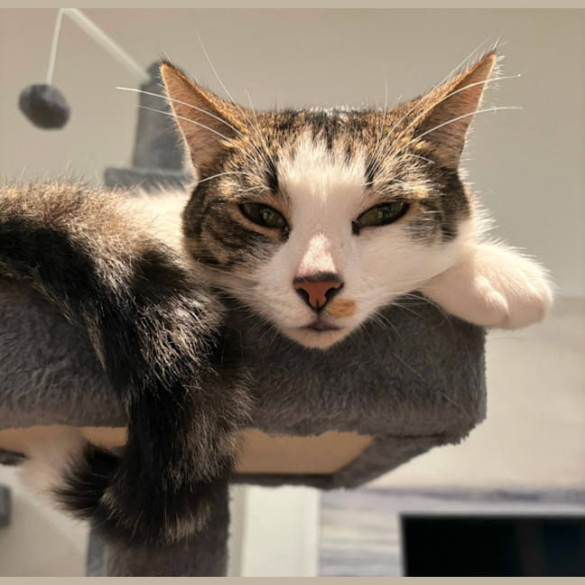 Photo of Ollie