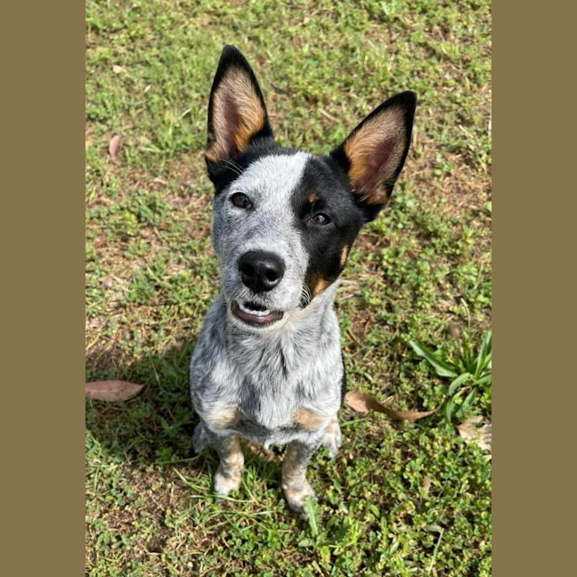 Photo of Zadie   8 Month Old Cattle Dog X (Trial)