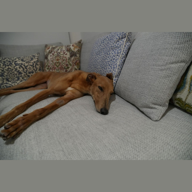 Photo of Gretel, The Greyhound