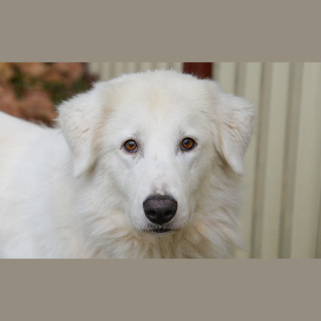 Photo of Willow