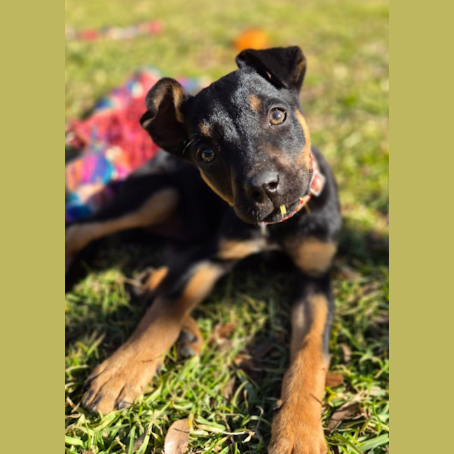 Photo of Kia