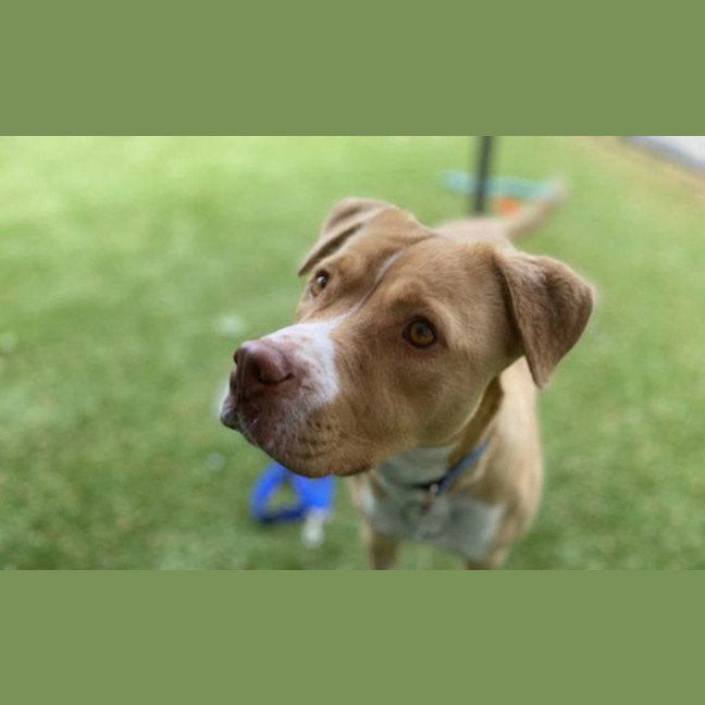 Photo of Honey