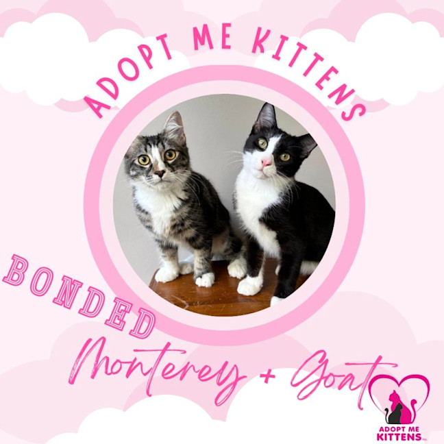 Photo of Monterey & Goat