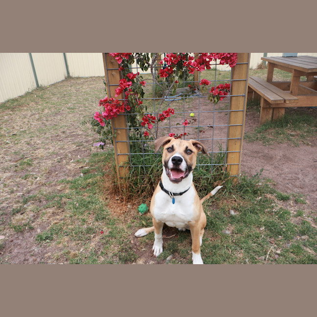 Photo of Dudley