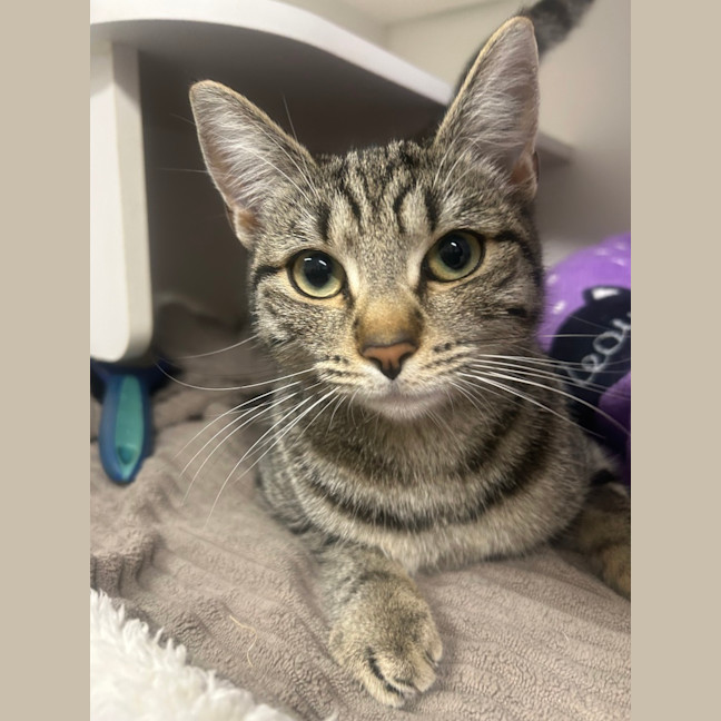 Photo of Olive