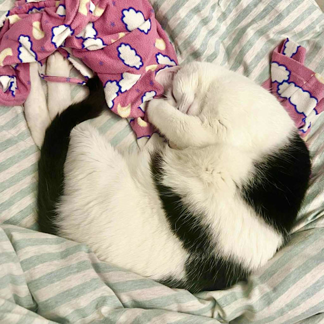 Photo of Moo Moo