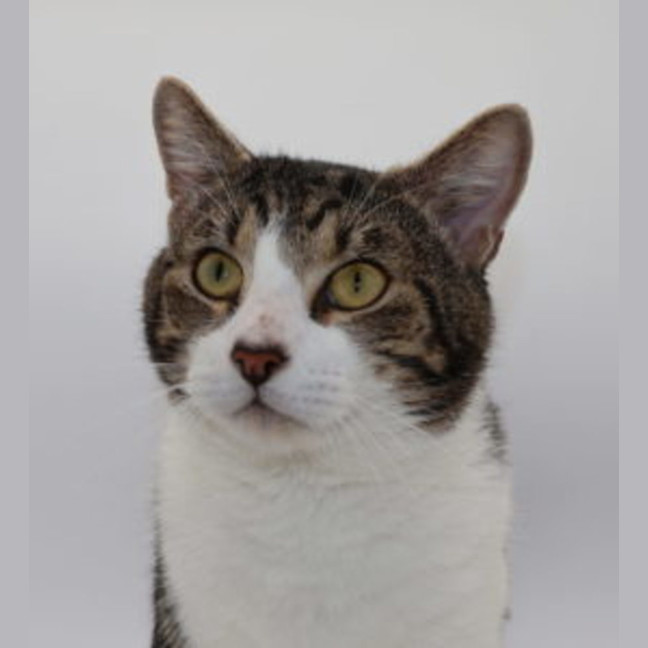 Photo of Franklin   Now At Pet Quarters Thornton