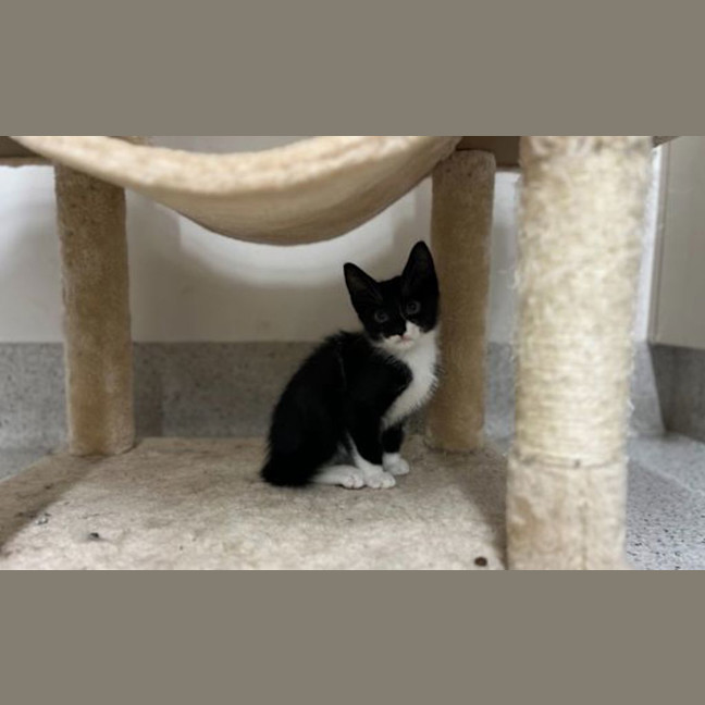 Photo of Tux