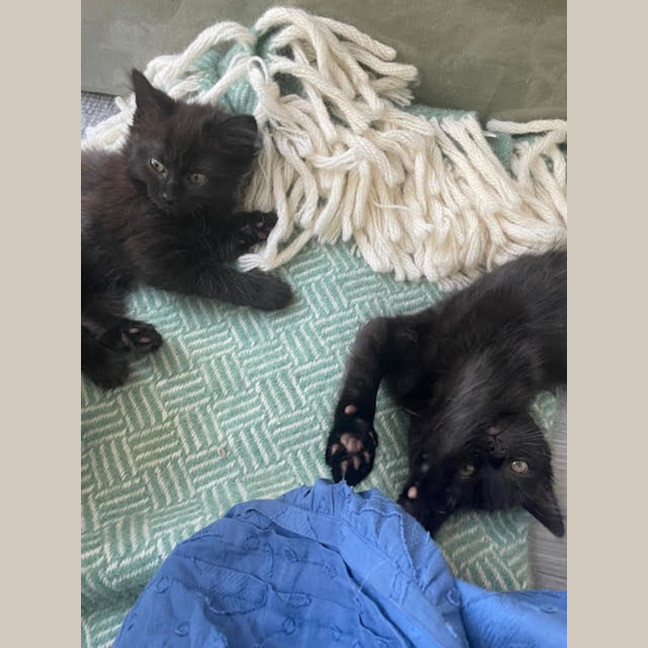 Photo of Pixie Belle